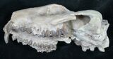 Oreodont (Merycoidodon gracilis) Partial Skull #8852-2